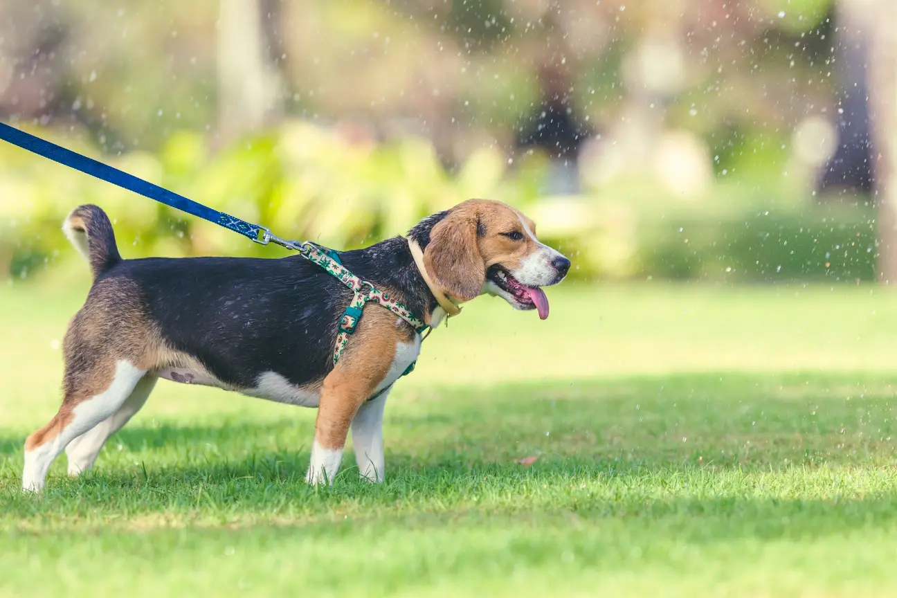 tricolor beagle on green grass field during daytime